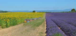 lavenders 5838857 1920 (personnalis)