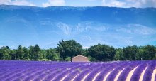 valensole