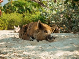 roberto nickson udjufffdtwy unsplash