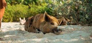 roberto nickson udjufffdtwy unsplash