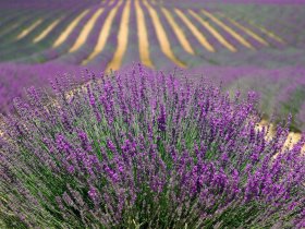 lavenders 894919 1920